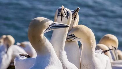 注意安全！球迷追车近距离拍摄 詹姆斯坐在考斯特的后排